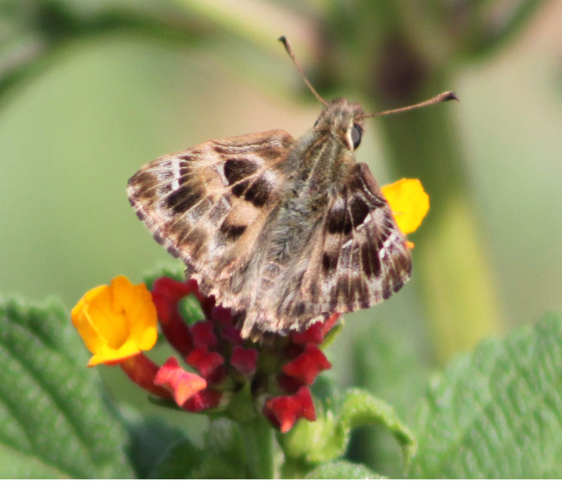 Identificazione farfalla